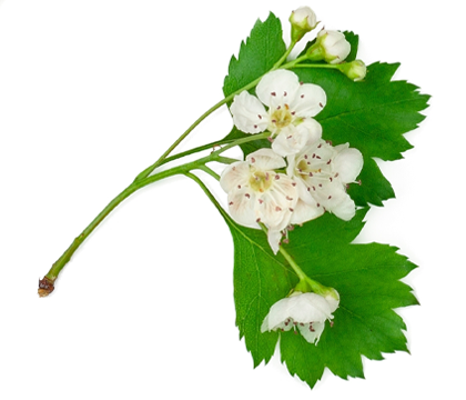 עוזרר Crataegus