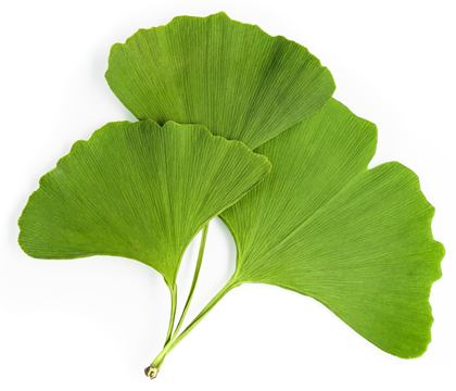 ג'ינקו בילובה Ginkgo biloba